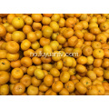 Hot Selling i Bangladesh Market Baby Mandarin